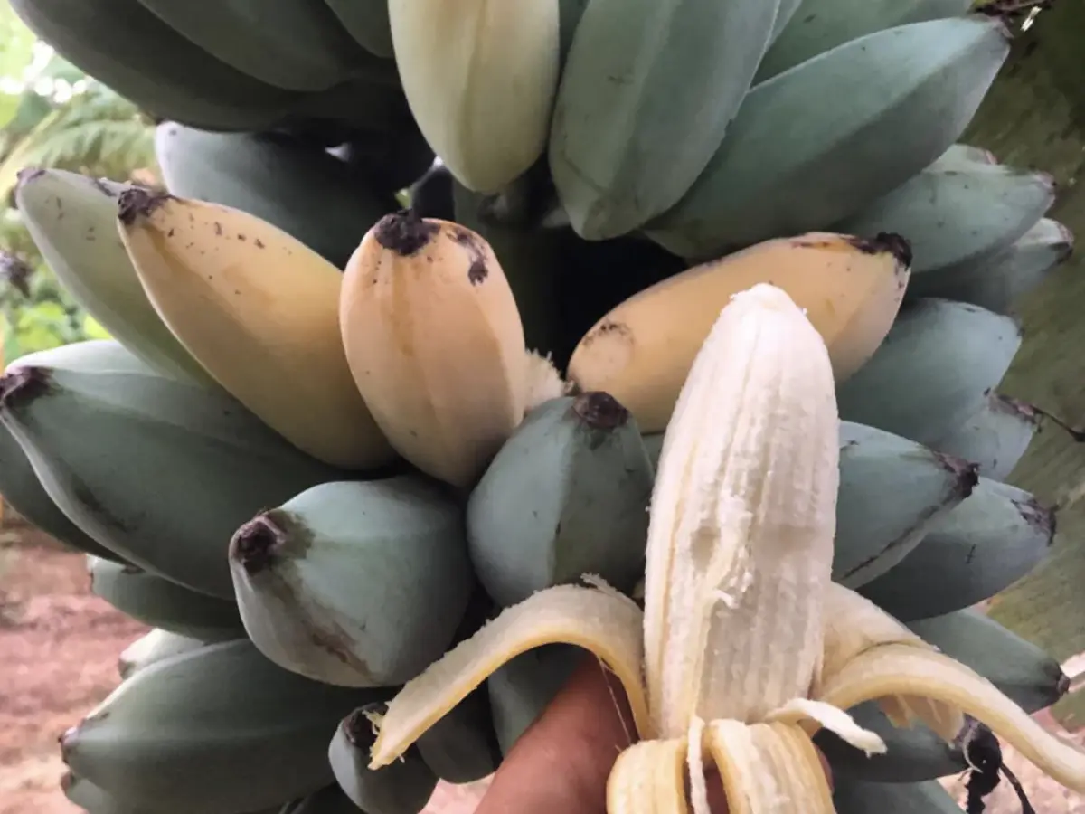 inside of blue java banana