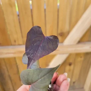 Ipomoea Black Heart Sweet Potato Vine Live Plant - Trailing Annual, 6-12
