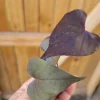 Ipomoea Black Heart Sweet Potato Vine Live Plant - Trailing Annual, 6-12" Tall - Image 1
