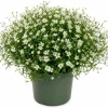 Irish Moss Live Plant 4" Pot - Groundcover Ornamental Grass Alternative - Image 1