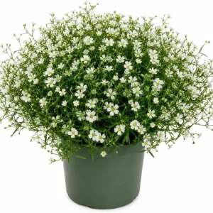 Irish Moss Live Plant 4" Pot - Groundcover Ornamental Grass Alternative - Image 1