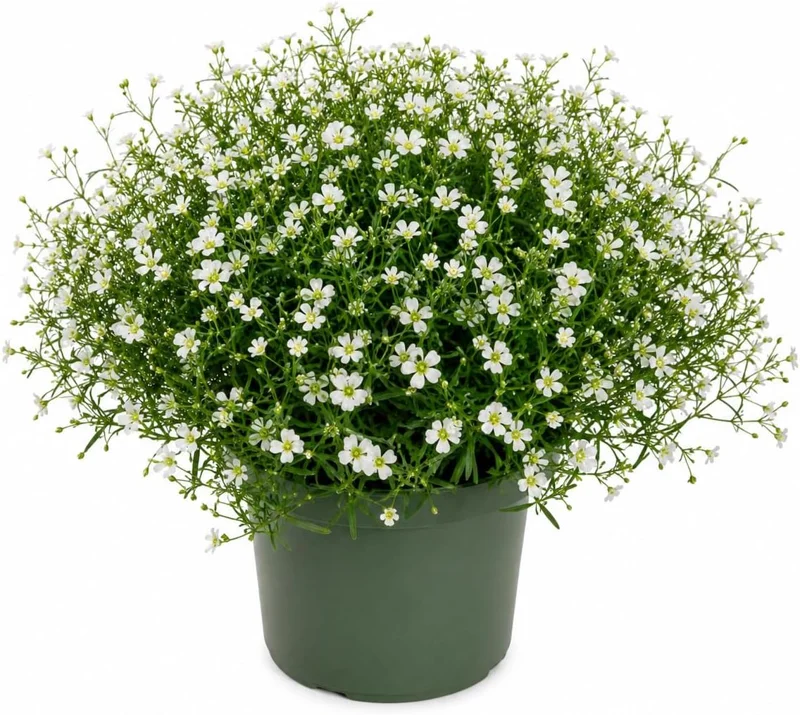 Irish Moss Live Plant 4" Pot - Groundcover Ornamental Grass Alternative - Image 1