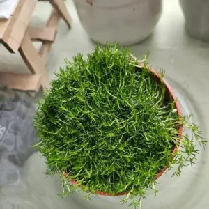 Irish Moss Live Plant 4