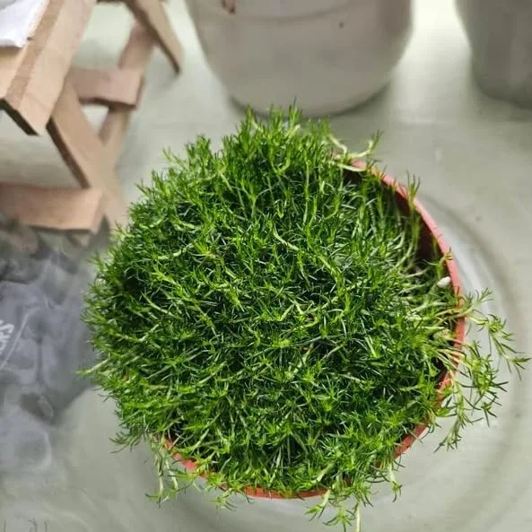 Irish Moss Live Plant 4" Pot - Groundcover Ornamental Grass Alternative - Image 3