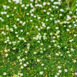 Irish Moss Live Plant 4