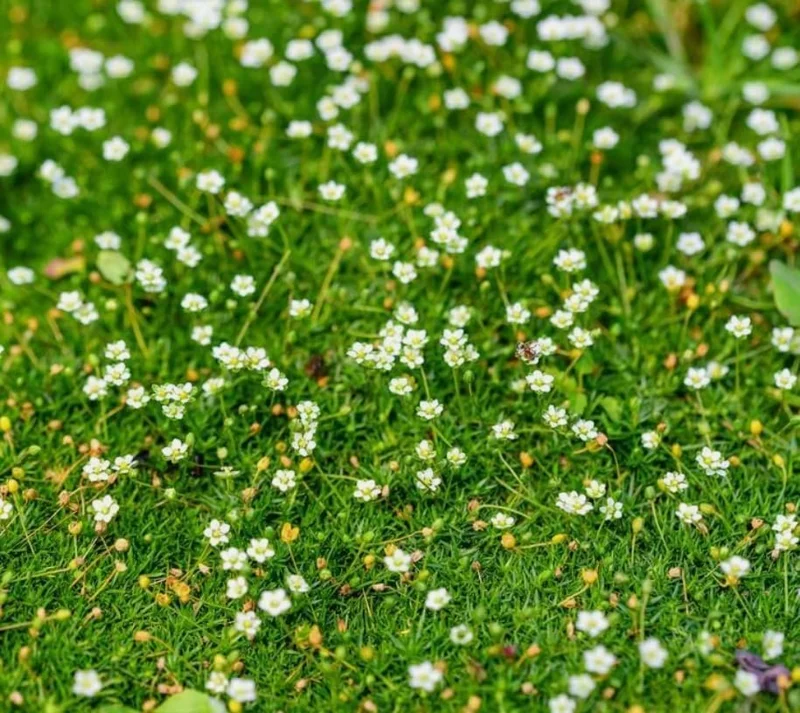 Irish Moss Live Plant 4" Pot - Groundcover Ornamental Grass Alternative - Image 4