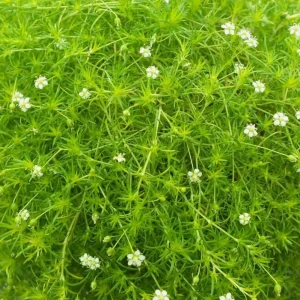 Irish Moss Live Plant 4