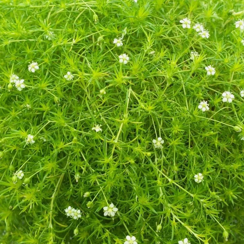 Irish Moss Live Plant 4" Pot - Groundcover Ornamental Grass Alternative - Image 5