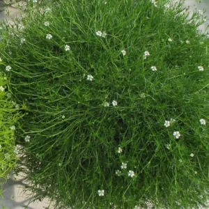 Irish Moss Live Plant 4