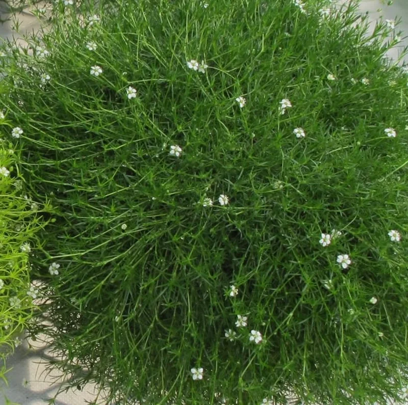 Irish Moss Live Plant 4" Pot - Groundcover Ornamental Grass Alternative - Image 6