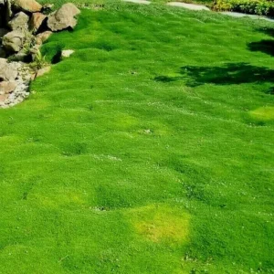 Irish Moss Live Plant 4