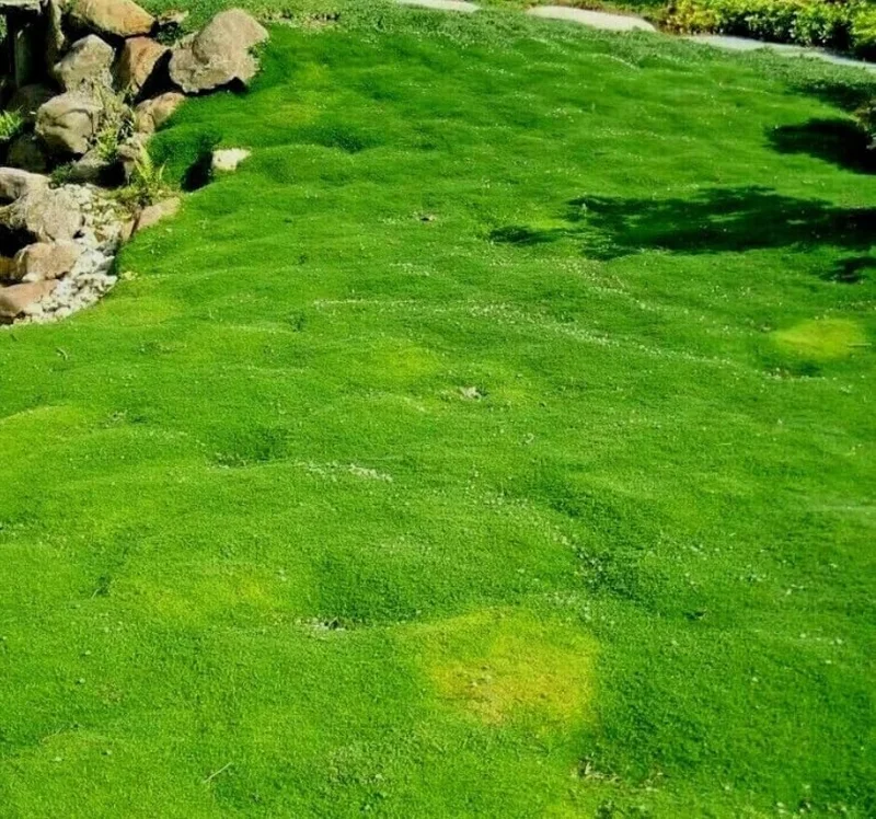 Irish Moss Live Plant 4" Pot - Groundcover Ornamental Grass Alternative - Image 7