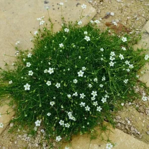 Irish Moss Live Plant Groundcover - Well Rooted 4 inch Pot - Outdoor - Image 2