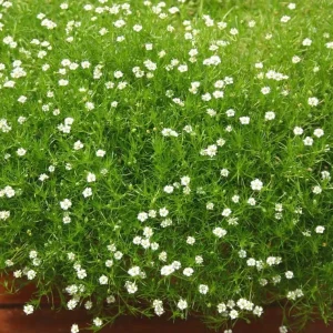 Irish Moss Live Plant Groundcover - Well Rooted 4 inch Pot - Outdoor - Image 3