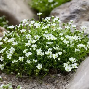 Irish Moss Live Plant Groundcover - Well Rooted 4 inch Pot - Outdoor - Image 4