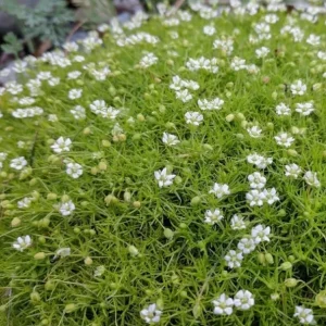 Irish Moss Live Plant Groundcover - Well Rooted 4 inch Pot - Outdoor - Image 5
