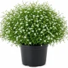 Irish Moss Live Plant Groundcover - Well Rooted 4 inch Pot - Outdoor - Image 1