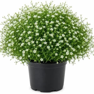 Irish Moss Live Plant Groundcover - Well Rooted 4 inch Pot - Outdoor - Image 1