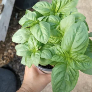 Italian Basil Live Plant - Fresh Herb for Cooking - 6 inch Pot - Image 3