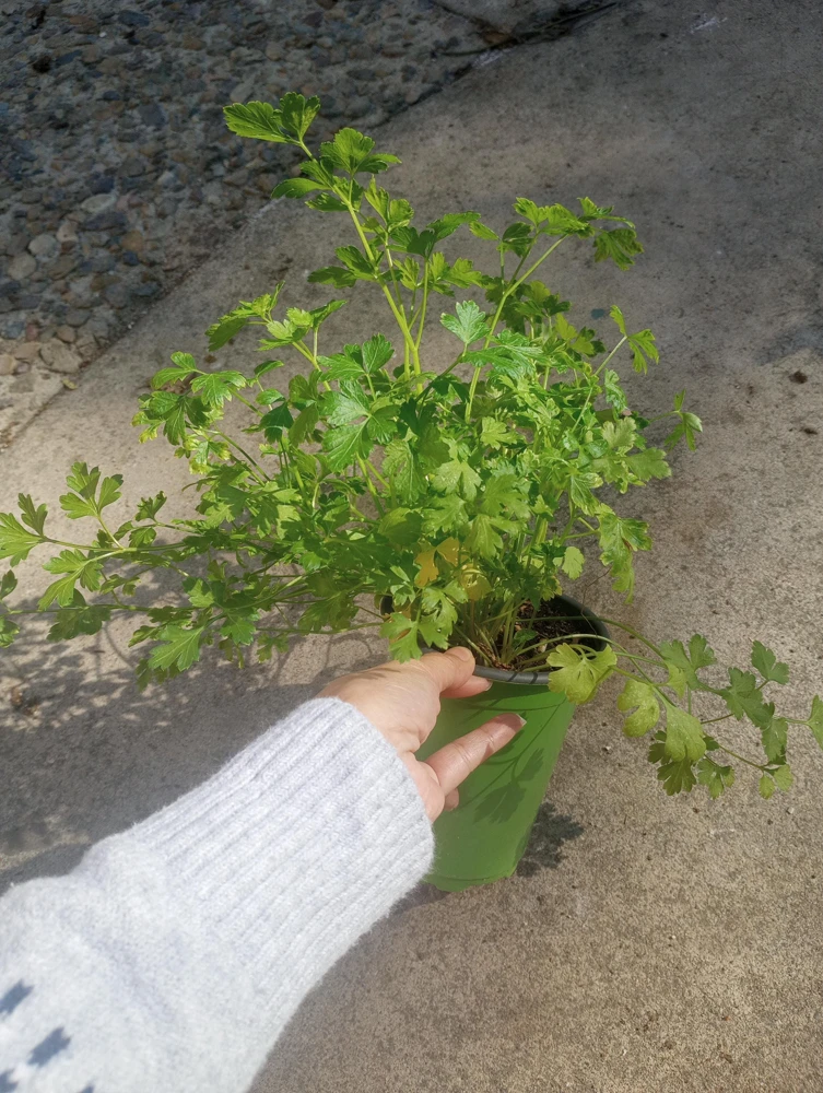 Italian Parsley Live Plant – 3-Pack Herb – 6 inch Pot – Culinary Herb - Image 2