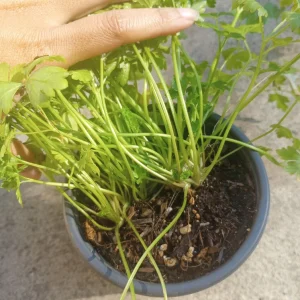 Italian Parsley Live Plant – 3-Pack Herb – 6 inch Pot – Culinary Herb - Image 3
