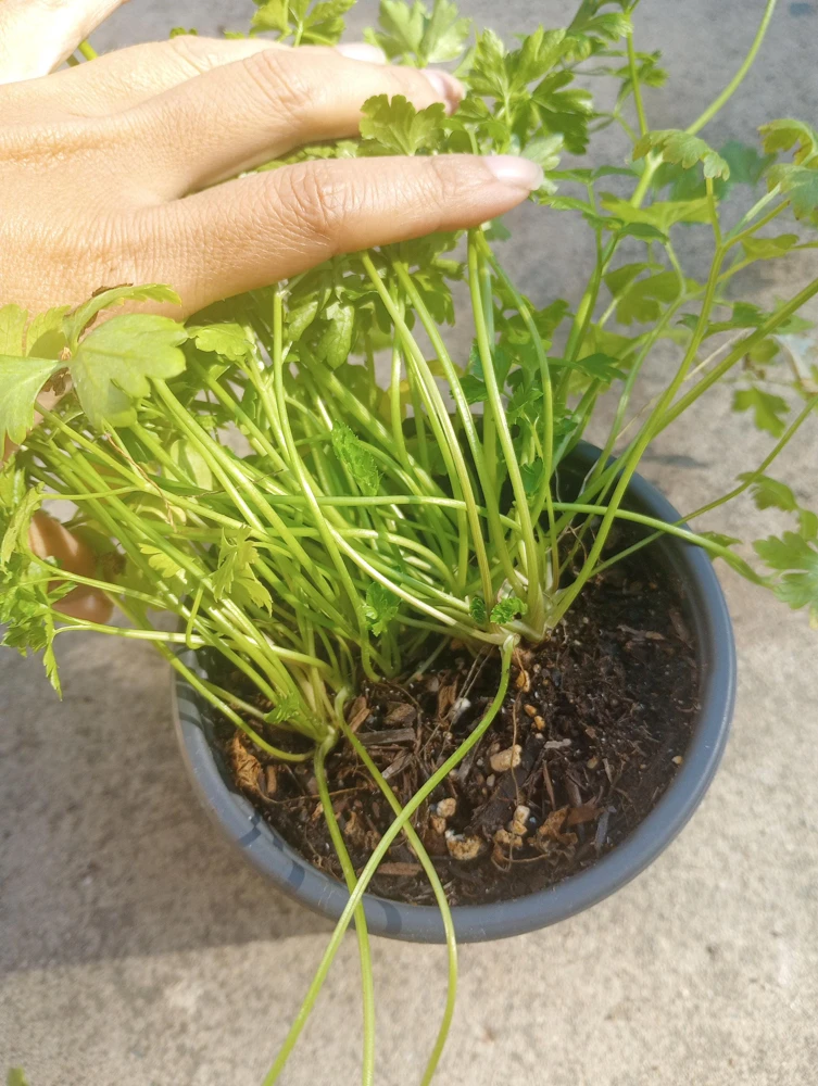 Italian Parsley Live Plant – 3-Pack Herb – 6 inch Pot – Culinary Herb - Image 3