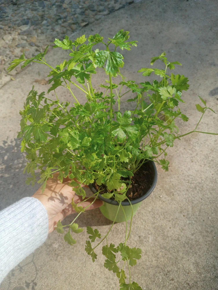 Italian Parsley Live Plant – 3-Pack Herb – 6 inch Pot – Culinary Herb - Image 1