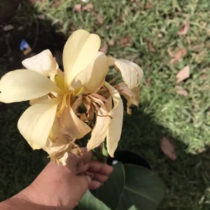 Ivory Canna Lily Live Plant Rhizome - Perennial Flower for Indoor & Outdoor - Image 2