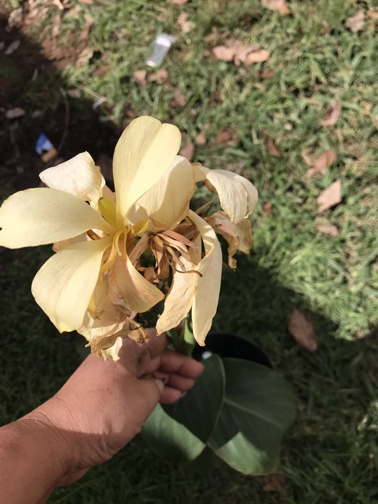 Ivory Canna Lily Live Plant Rhizome - Perennial Flower for Indoor & Outdoor - Image 2
