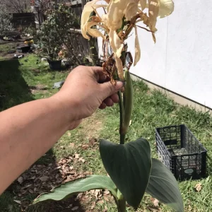 Ivory Canna Lily Live Plant Rhizome - Perennial Flower for Indoor & Outdoor - Image 3