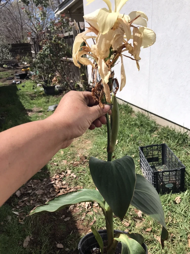 Ivory Canna Lily Live Plant Rhizome - Perennial Flower for Indoor & Outdoor - Image 3