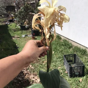 Ivory Canna Lily Live Plant Rhizome - Perennial Flower for Indoor & Outdoor - Image 4