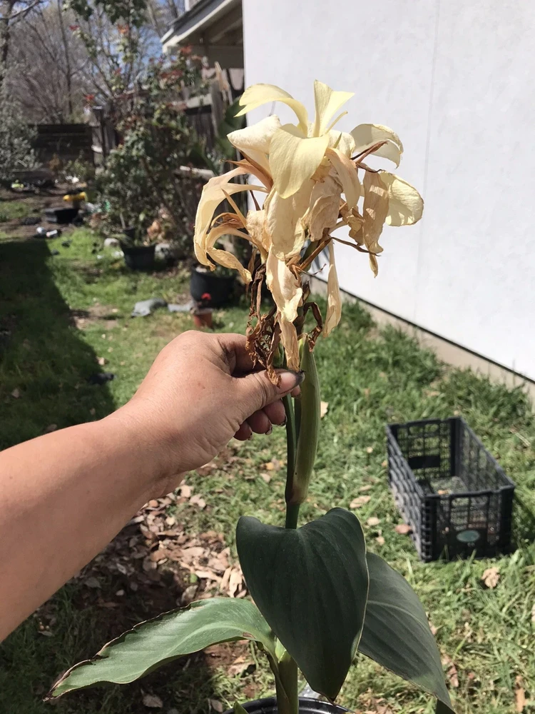 Ivory Canna Lily Live Plant Rhizome - Perennial Flower for Indoor & Outdoor - Image 4