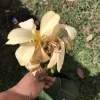Ivory Canna Lily Live Plant Rhizome - Perennial Flower for Indoor & Outdoor - Image 1