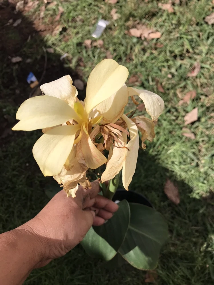 Ivory Canna Lily Live Plant Rhizome - Perennial Flower for Indoor & Outdoor - Image 1