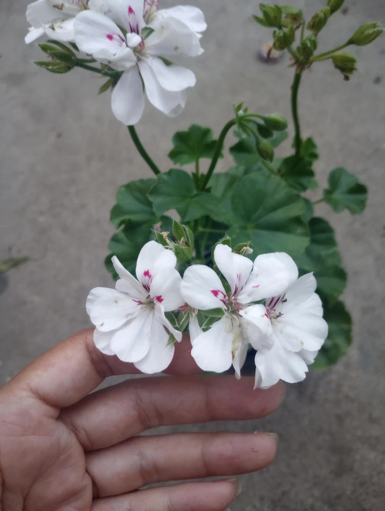 Ivy Geranium Live Plant White – 6 Inch Pot – Potted Houseplant - Image 2