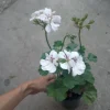 Ivy Geranium Live Plant White – 6 Inch Pot – Potted Houseplant - Image 1