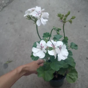 Ivy Geranium Live Plant White – 6 Inch Pot – Potted Houseplant - Image 1