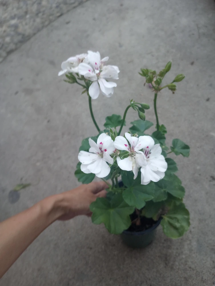 Ivy Geranium Live Plant White – 6 Inch Pot – Potted Houseplant - Image 1