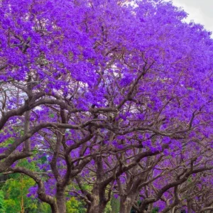 Jacaranda Mimosifolia Purple Flowering Tree Cuttings - 3 Unrooted 6