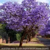 Jacaranda Tree Seeds - Rare Flowering Trumpet Tree, 10 Seeds - Image 1