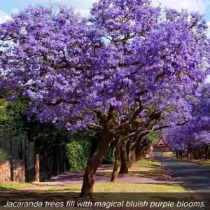 Jacaranda Tree Seeds - Rare Flowering Trumpet Tree, 10 Seeds - Image 1