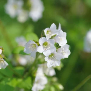Jacob's Ladder 'White Pearl' Live Plant – Polemonium caeruleum – Starter Plant 4-6in - Image 2