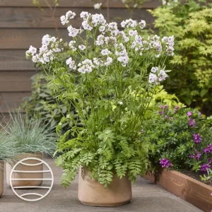 Jacob's Ladder 'White Pearl' Live Plant – Polemonium caeruleum – Starter Plant 4-6in - Image 3