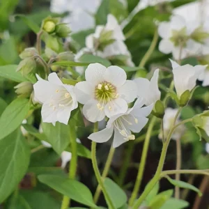 Jacob's Ladder 'White Pearl' Live Plant – Polemonium caeruleum – Starter Plant 4-6in - Image 1