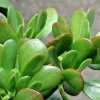 Jade Money Plant Cuttings - 3 Live 4" Crassula Ovata Succulents Indoor/Outdoor Green - Image 1