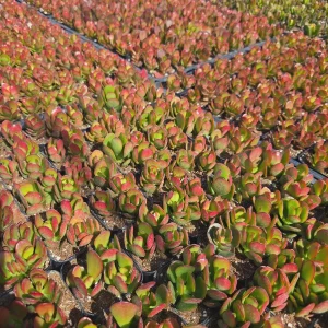 Jade Plant Live Succulent - Crassula Ovata Houseplant, 2 inch Potted Starter - Image 2