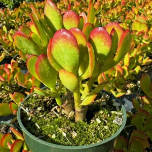 Jade Plant Live Succulent - Crassula Ovata Houseplant, 2 inch Potted Starter - Image 3