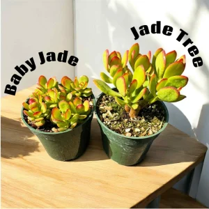 Jade Plant Live Succulent - Crassula Ovata Houseplant, 2 inch Potted Starter - Image 4