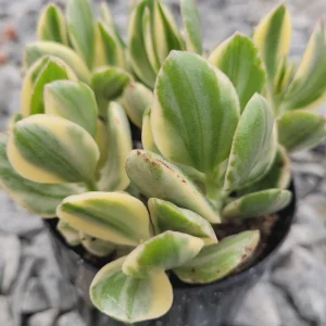 Jade Plant Live Succulent - Crassula Ovata Houseplant, 2 inch Potted Starter - Image 5